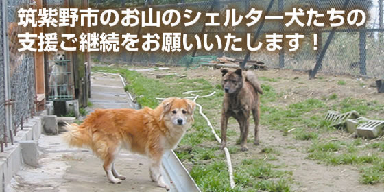 殺筑紫野市のお山のシェルター犬のボランティアさん募集しています。